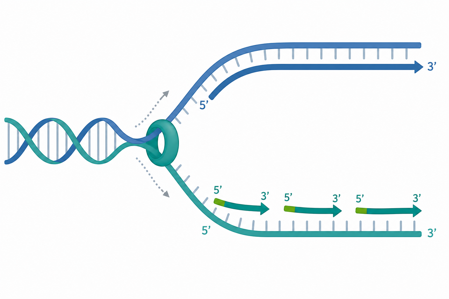 DNA 複製的分子機制與修復概念示意圖